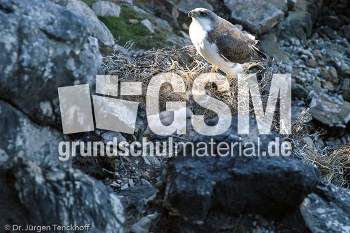 Rotrückenbussard (8 von 19).jpg